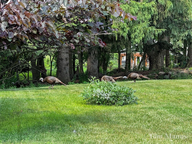 7131 Windcrest St SE, Grand Rapids, MI 49546 - view of green lawn