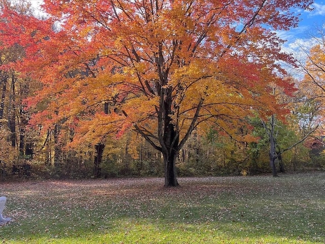 9442 Community Hall Rd, Union Pier, MI 49129 - view of yard with a forest view