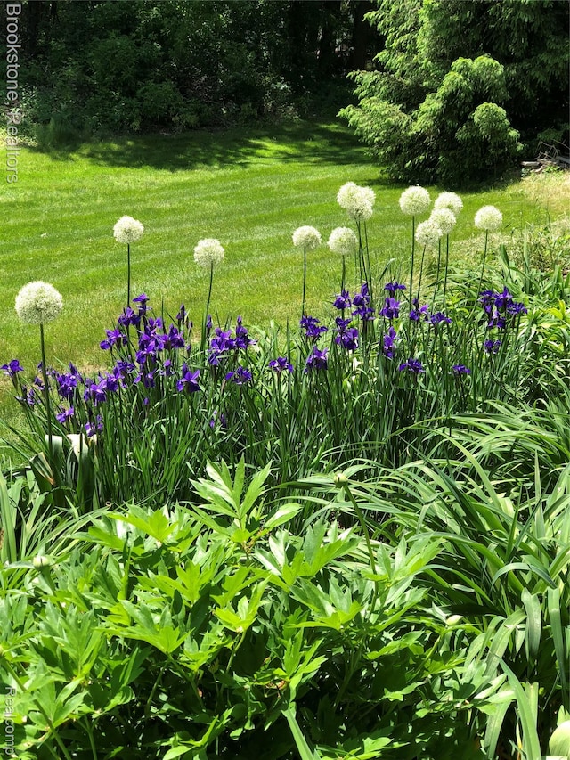3845 Beechcrest, Rochester Hills, MI 48309 - view of grassy yard