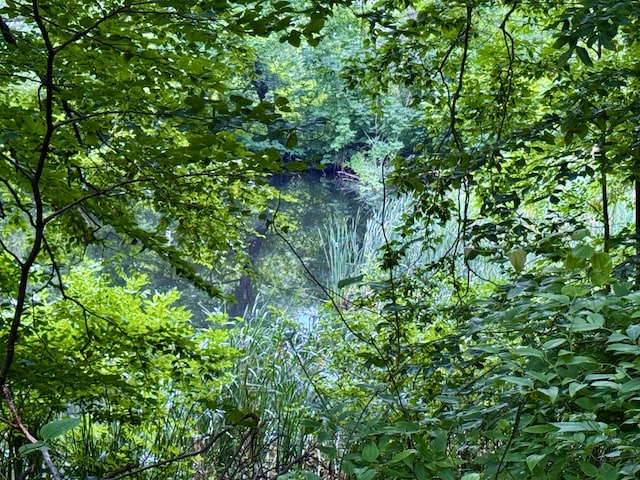 3803 64th St, Holland, MI 49423 - view of nature