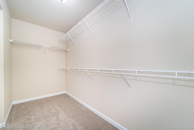 750 Dewars St, Howell, MI 48843 - walk in closet featuring carpet