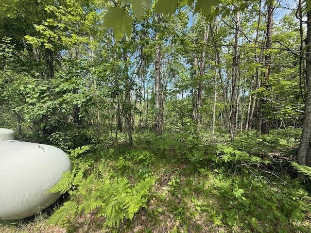 2040 Hill Rd, Lewiston, MI 49756 - view of tree filled area