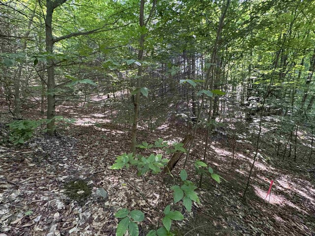 LOT6 E Bellinger Rd, Cedar, MI 49621 - photo 16