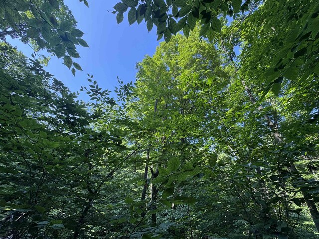 LOT6 E Bellinger Rd, Cedar, MI 49621 - photo 22