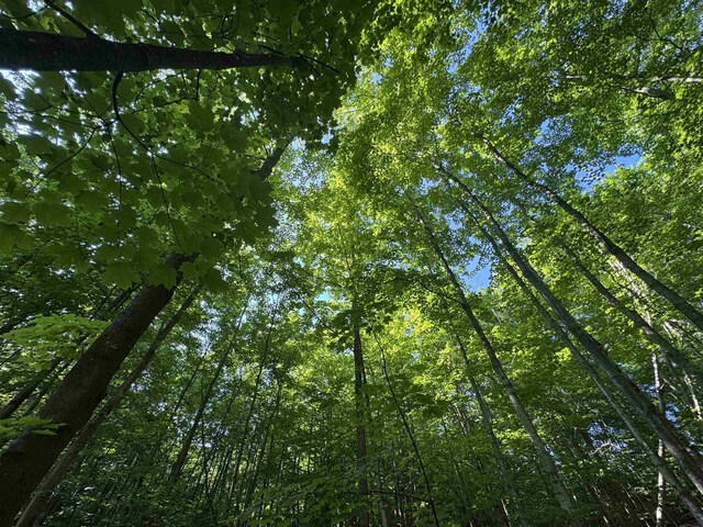 LOT6 E Bellinger Rd, Cedar, MI 49621 - photo 20