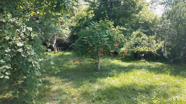 25933 Norfolk St, Inkster, MI 48141 - view of yard with a forest view