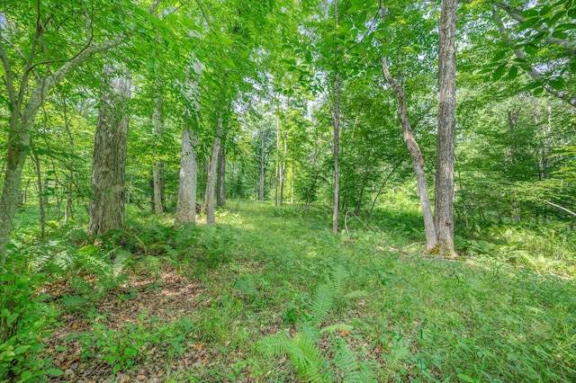 8558 Monterey Dr, Evart, MI 49631 - photo 31