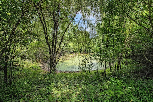 2597 E Glendora Rd, Buchanan, MI 49107 - view of wooded area