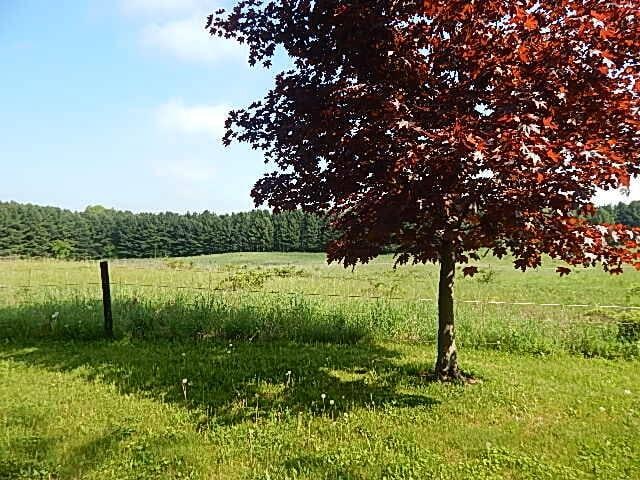 8475 Gurd Rd, Dowling, MI 49050 - view of local wilderness with rural landscape