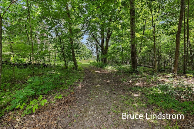 15520 157th Ave, Big Rapids, MI 49307 - view of tree filled area