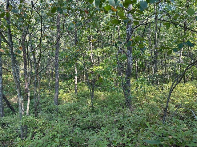 Wintergreen, East Tawas, MI 48730 - photo 4