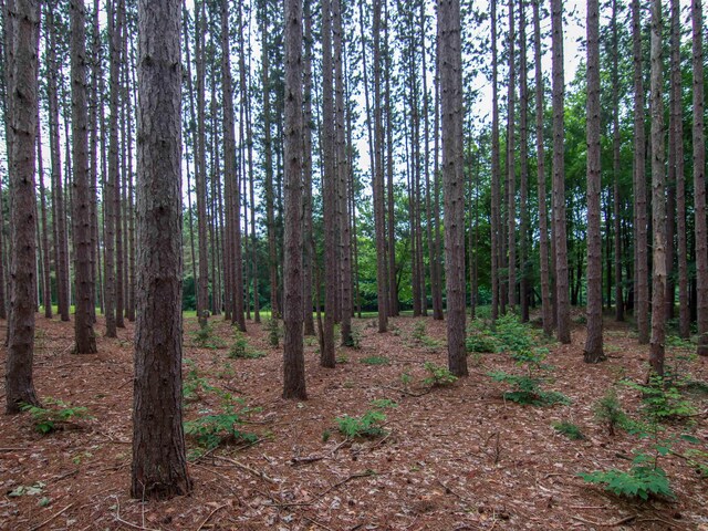 0000-41 Trailside Dr, Thompsonville, MI 49683 - photo 13