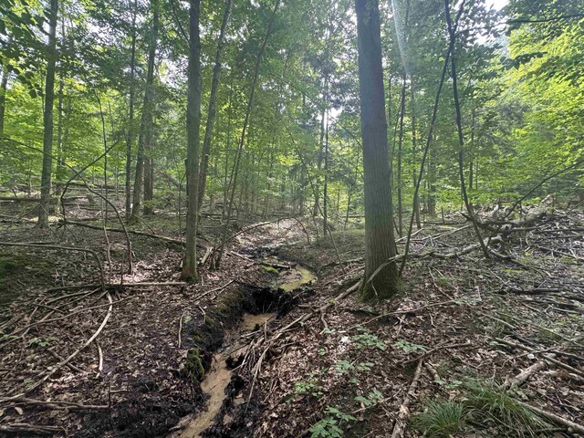 0 Six Mile Lake Rd, Ellsworth, MI 49729 - photo 10