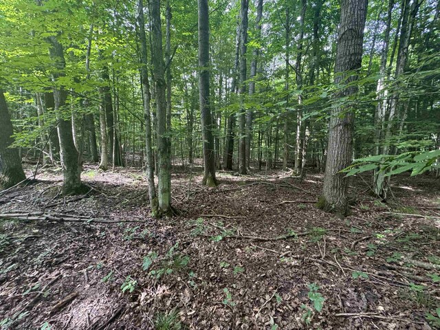 0 Six Mile Lake Rd, Ellsworth, MI 49729 - photo 9