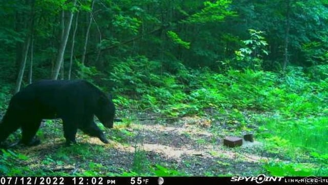VL1465 Allen Rd, Elmira, MI 49730 - photo 13