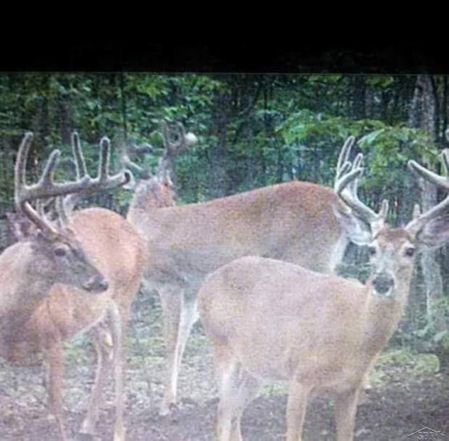 VL1465 Allen Rd, Elmira, MI 49730 - photo 14