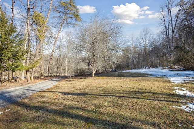 view of yard featuring driveway and a view of trees