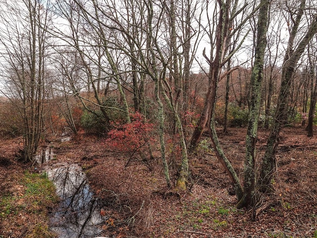 view of local wilderness