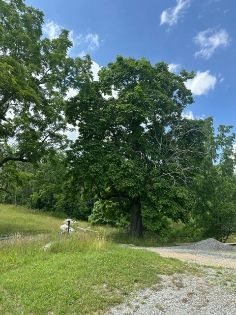 view of local wilderness