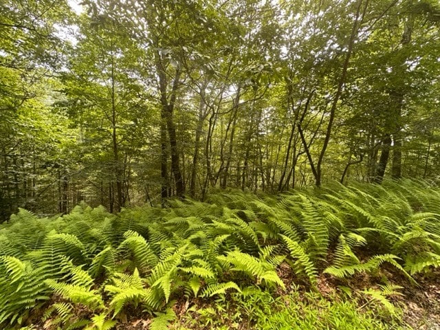 view of landscape with a forest view