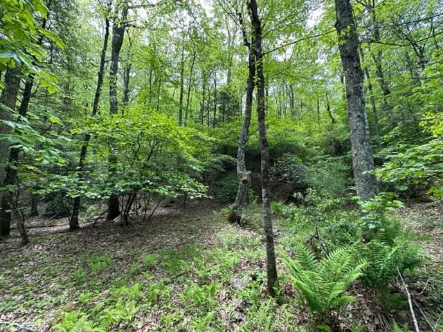 TBD Blue Springs Rd, Elk Creek, VA 24326 - view of woods