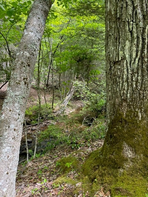 TBD Blue Springs Rd, Elk Creek, VA 24326 - view of wooded area