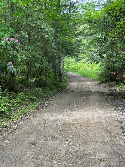 TBD Blue Springs Rd, Elk Creek, VA 24326 - view of road with a wooded view