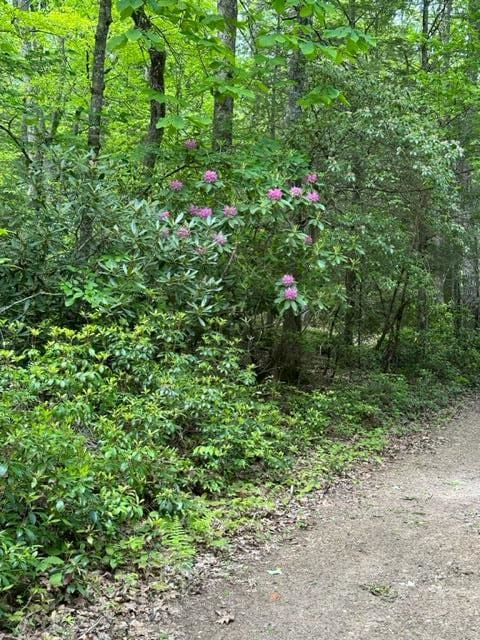TBD Blue Springs Rd, Elk Creek, VA 24326 - view of wooded area