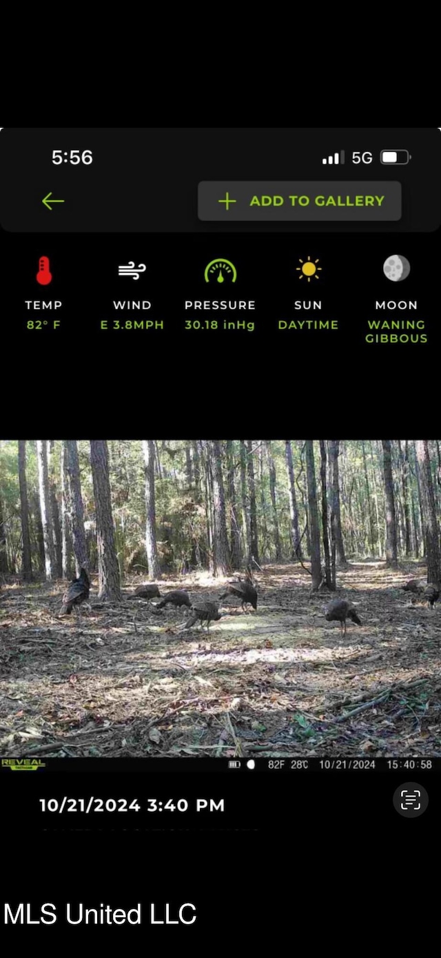 242 Dan George Rd, Mendenhall, MS 39114