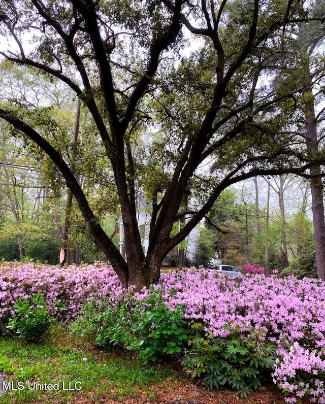 view of nature