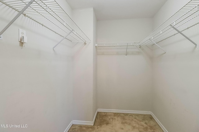 spacious closet featuring carpet flooring