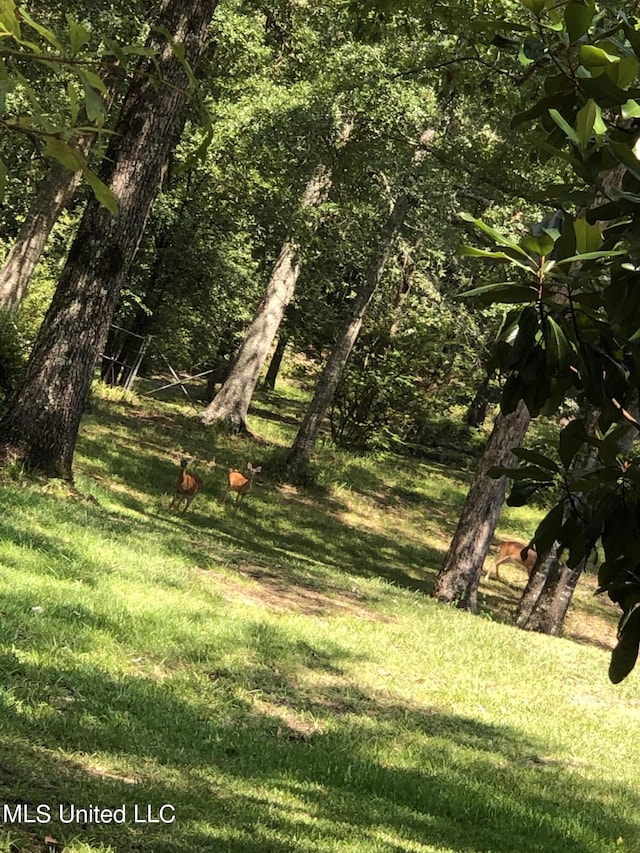 view of local wilderness