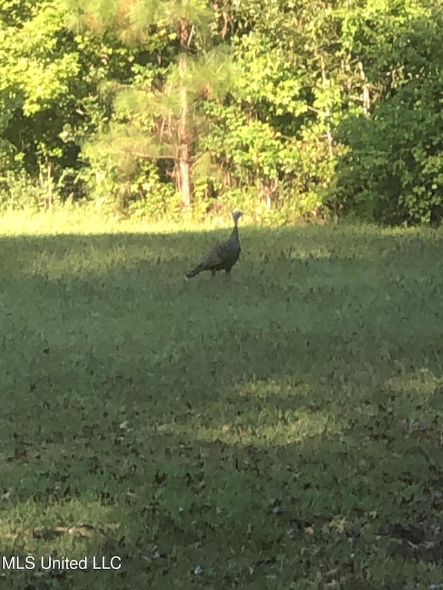 20454 Saucier Advance Rd, Saucier, MS 39574 - view of nature