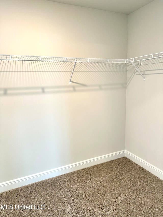 walk in closet featuring carpet