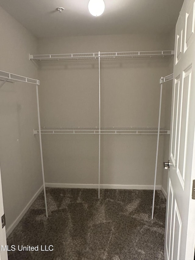 walk in closet featuring carpet flooring