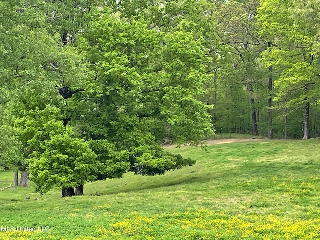 view of local wilderness