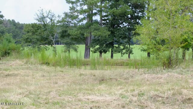 view of local wilderness