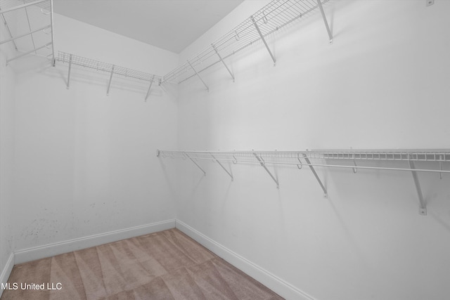 spacious closet featuring carpet