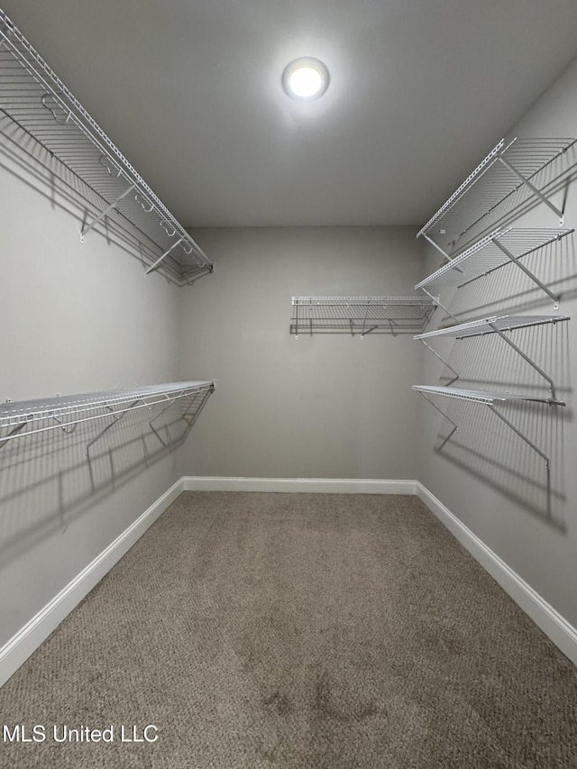 spacious closet with carpet flooring