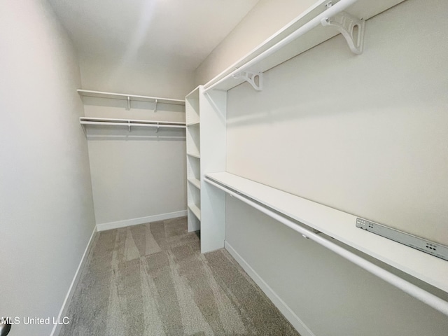 spacious closet featuring carpet