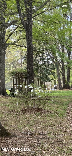 view of local wilderness