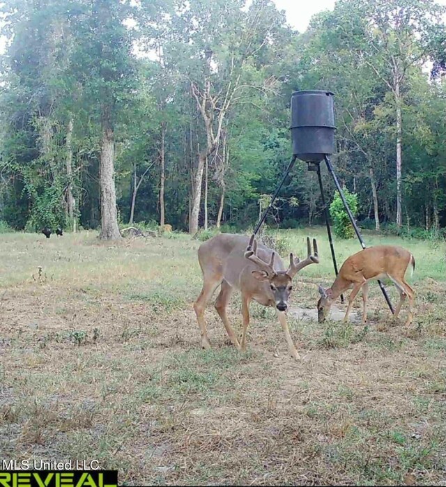 view of yard with a forest view