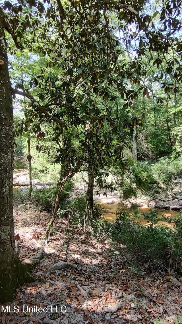 view of local wilderness