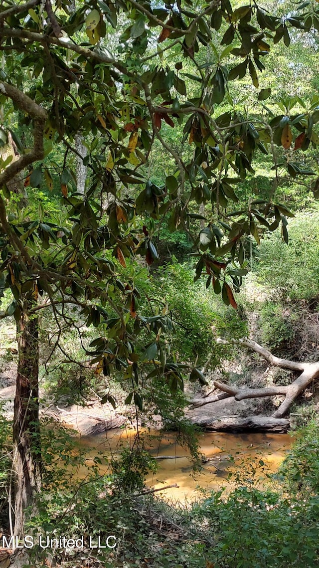 view of local wilderness