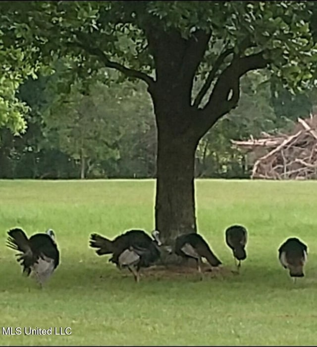 view of home's community with a lawn