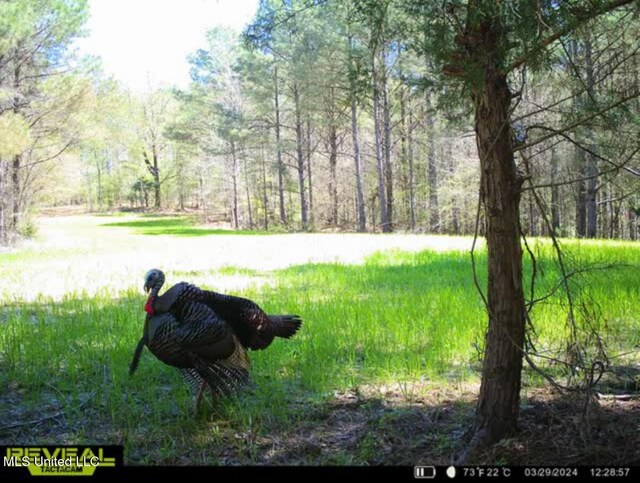 Alfred Phelps Ln, Lexington, MS 39095