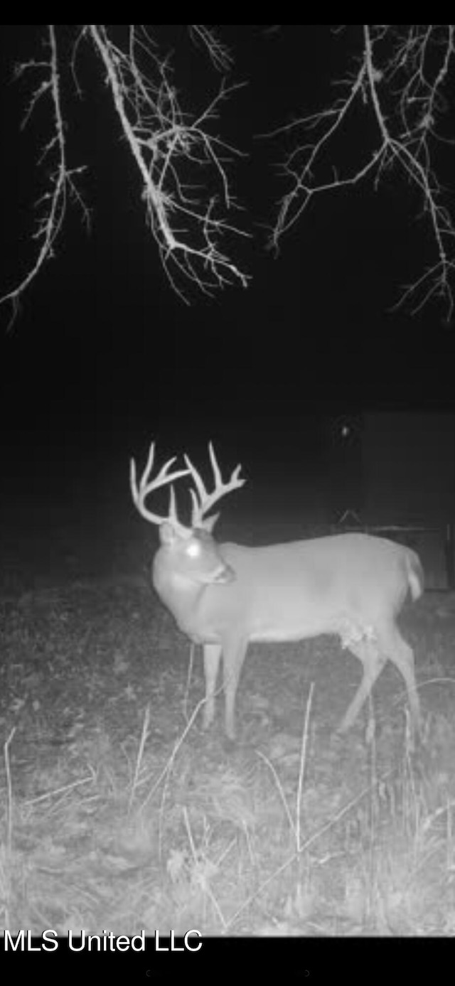 Alfred Phelps Ln, Lexington, MS 39095