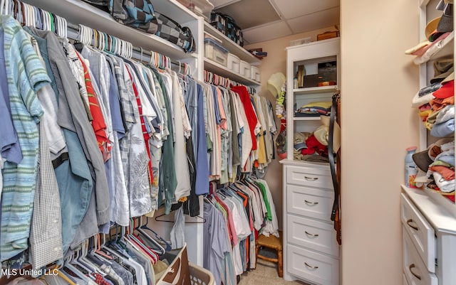 spacious closet featuring a paneled ceiling and light colored carpet