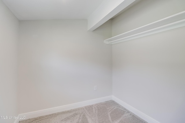 spacious closet featuring carpet