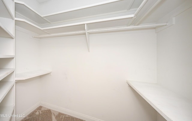 walk in closet featuring carpet flooring
